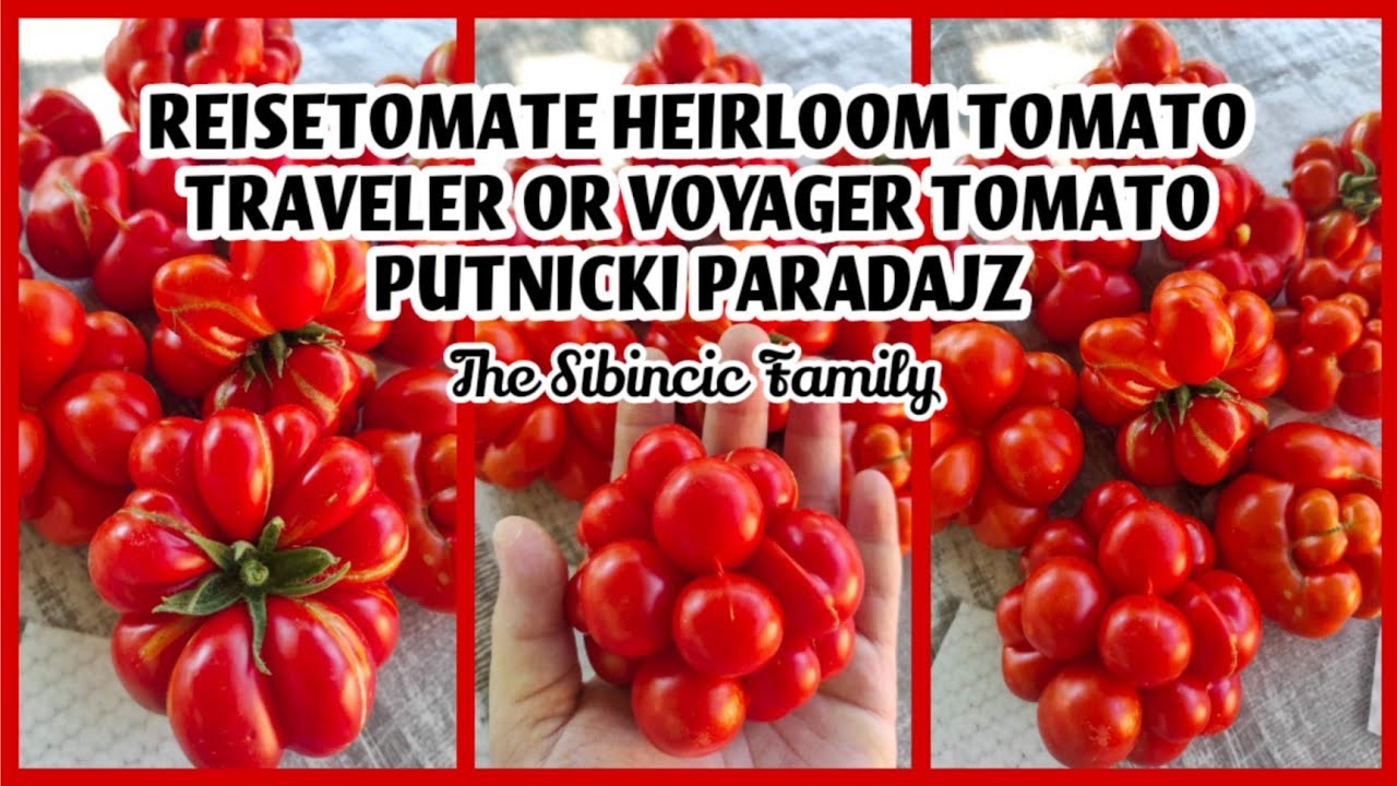 REISETOMATE HEIRLOOM TOMATO | TRAVELER OR VOYAGER TOMATO | PUTNICKI PARADAJZ - THE SIBINCIC FAMILY