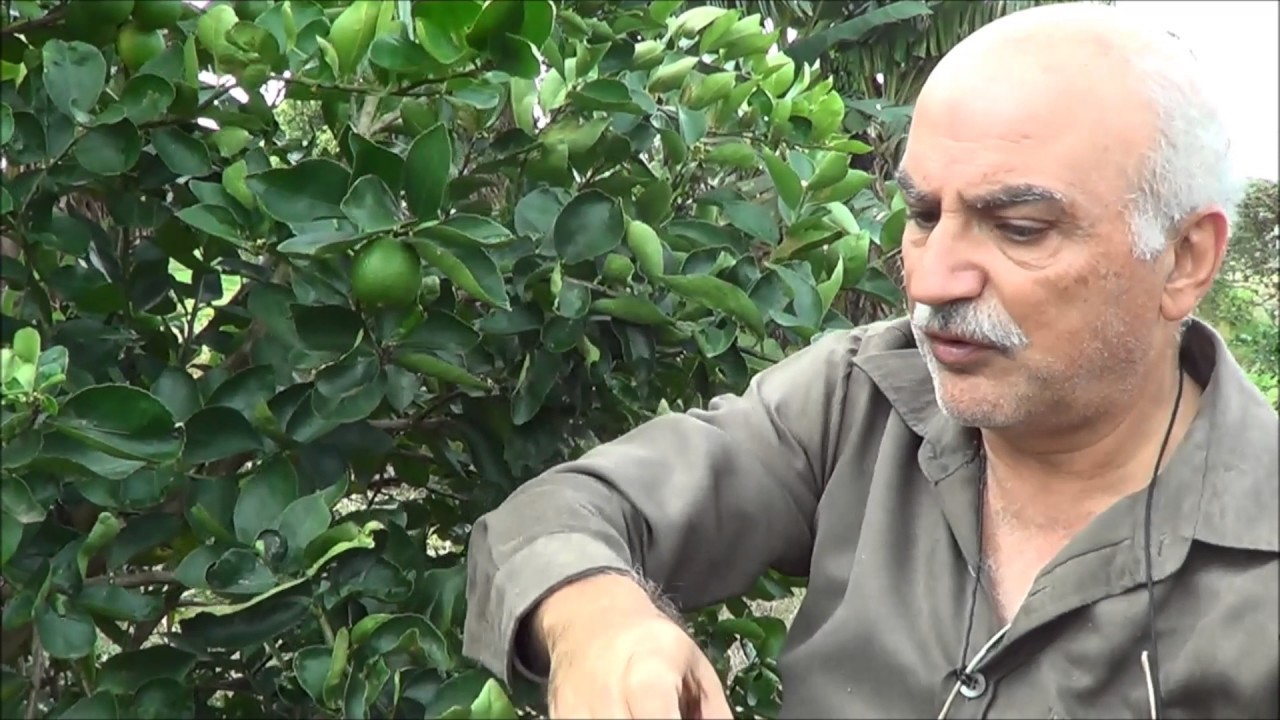 547 ) – PODA DO LIMÃO TAITI E DO CRAVO – CANTINHO DO THIAGO   BOITUVA SP   29a