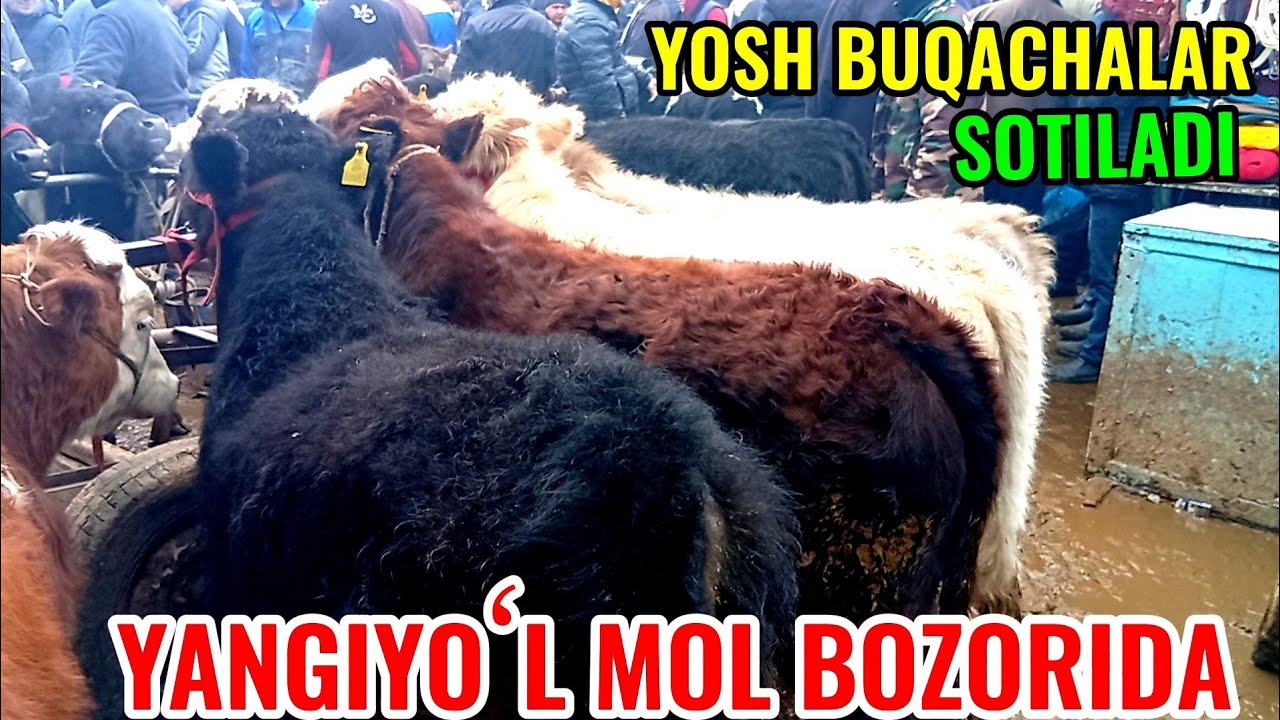 YANGIYOʻL MOL BOZORIDA YOSH BUQACHALAR VA BOQMA BUQALAR 🐂🐂🐂🐂🐂