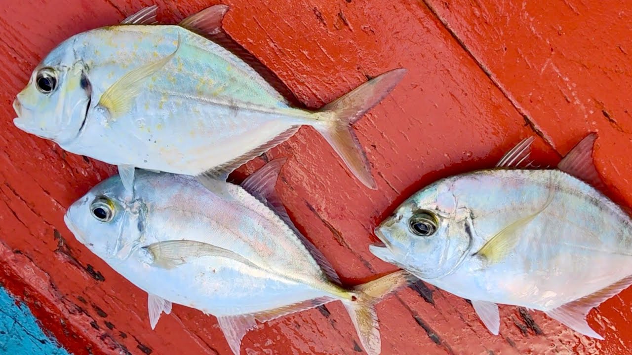 ikan petek sembak dalam kawanan ikan selar 
