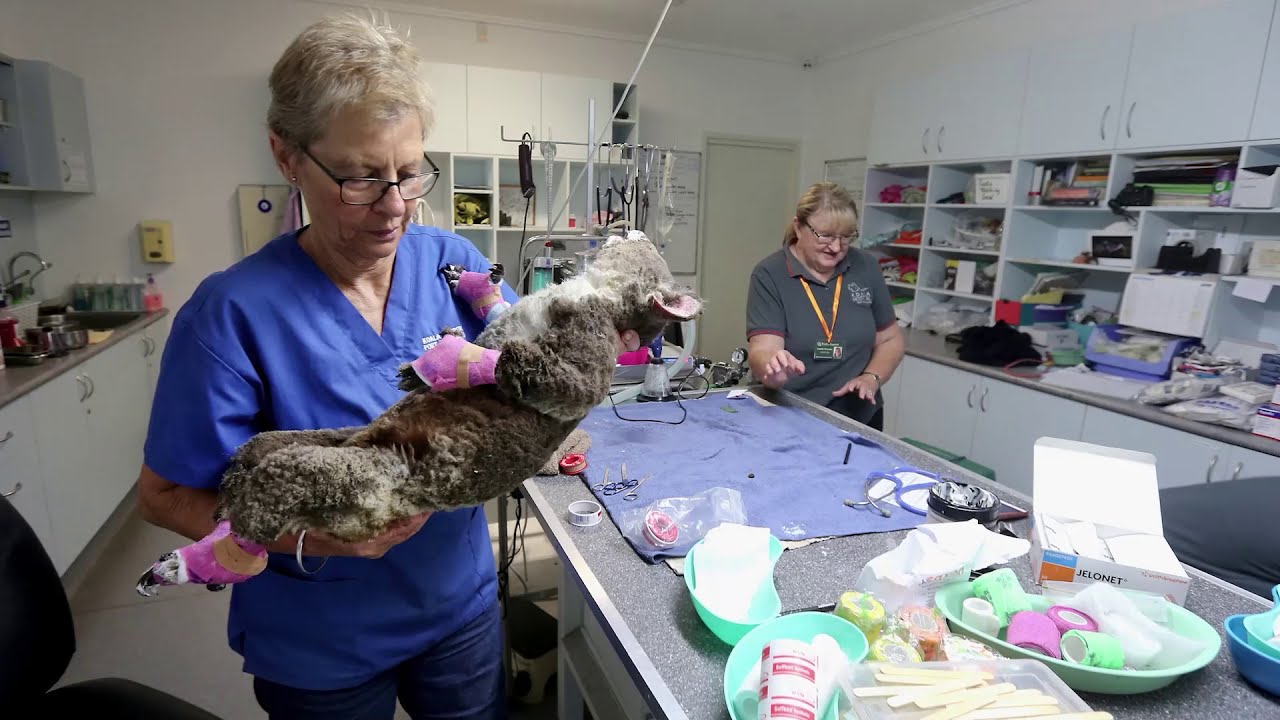 Port Macquarie Koala Hospital - What is Koala Conservation Australia Inc?