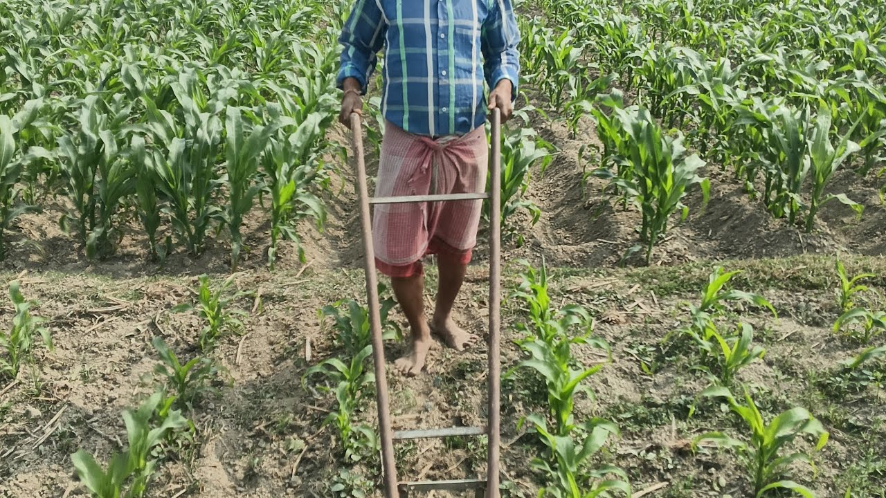 ভুট্টা গাছে হুইল দেওয়া, মাকাই গাছ কিভাবে নিরাবেন কামানো 