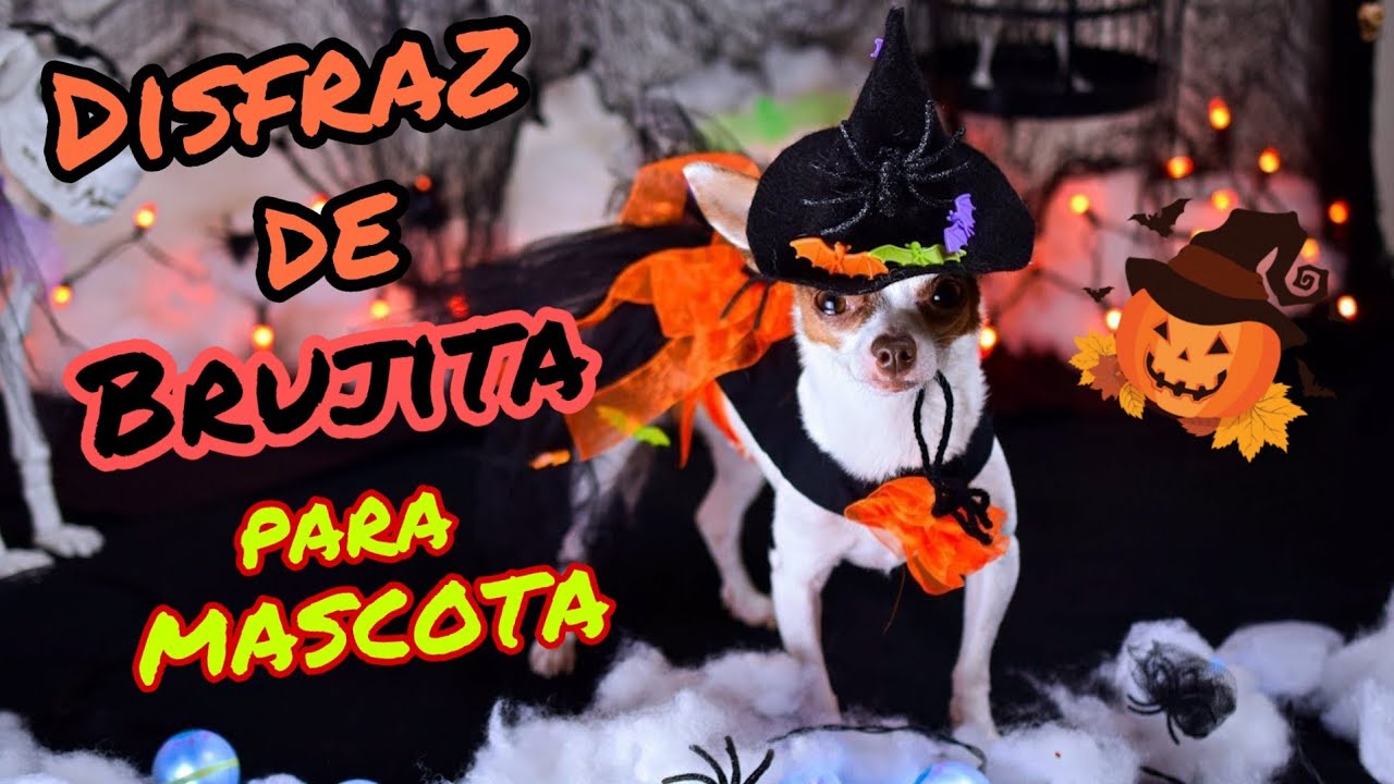 Disfraz de Brujita para mascota *DIY*