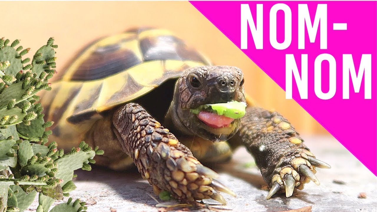 Feeding My Tortoise Cactus For The First Time