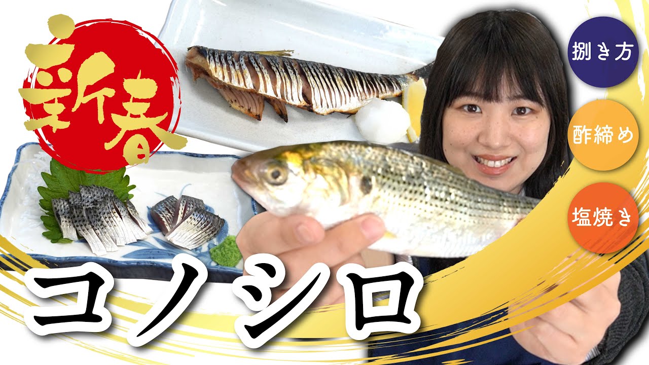 【さかな女子】新春一発目！コノシロ！出世魚です。｜クラハシ公式