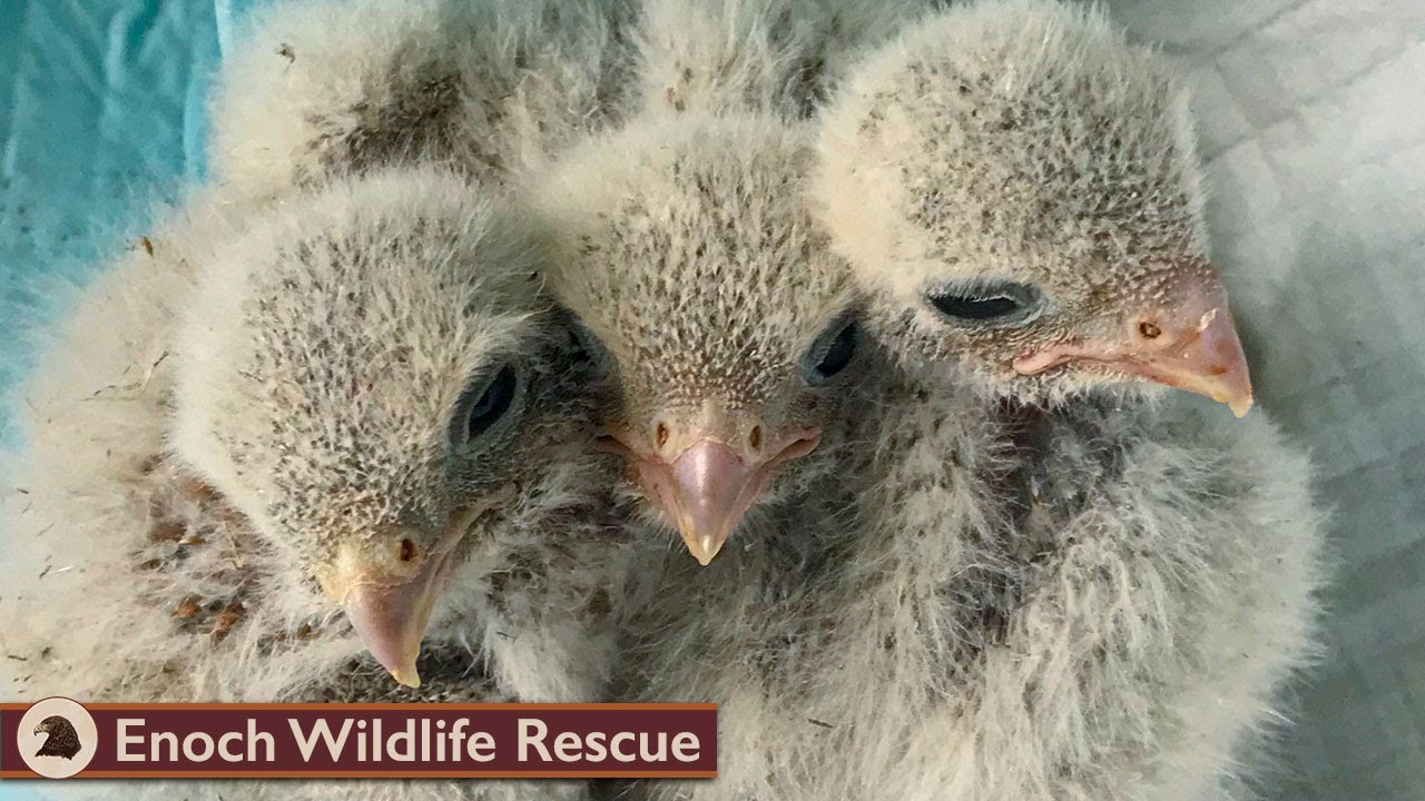 Kestrel Falcon Babies | Grow and Go!