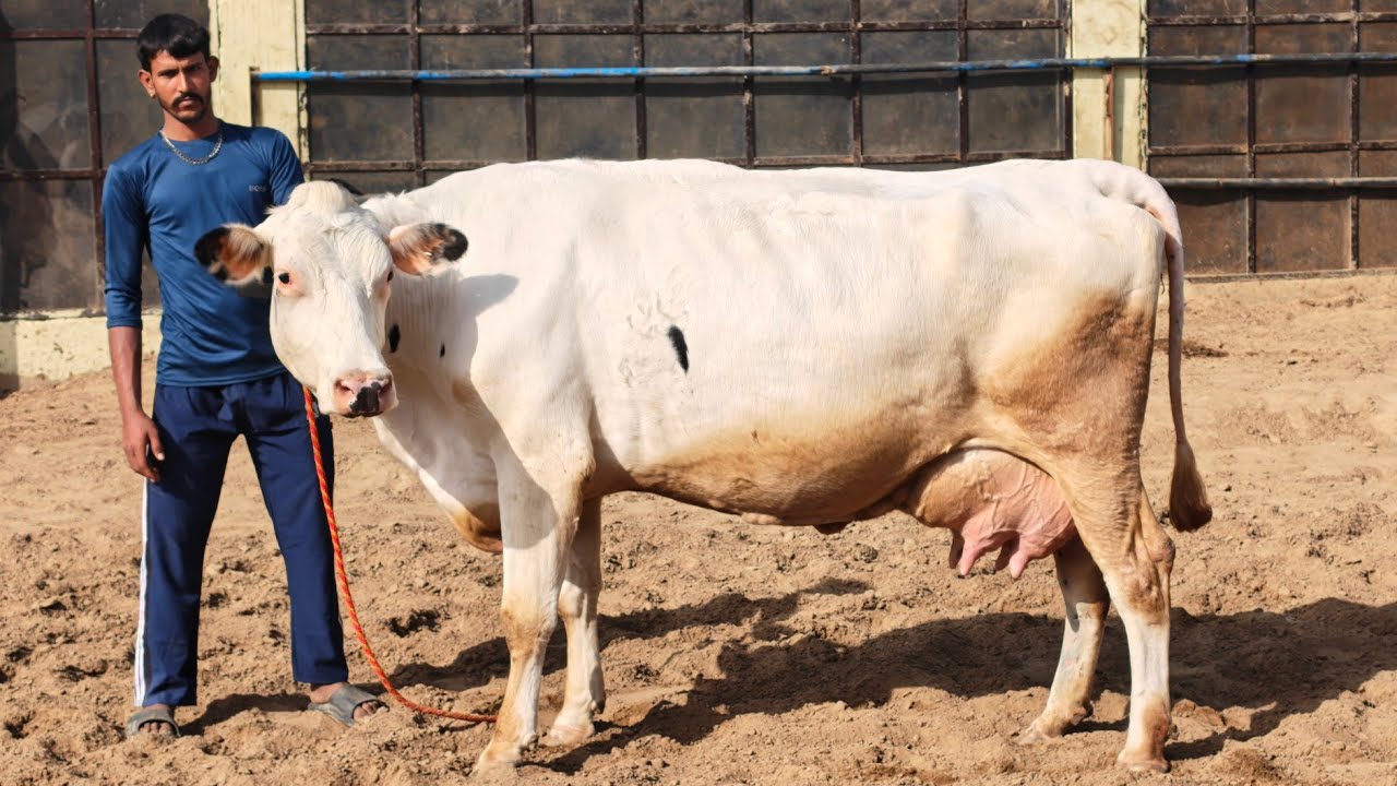 20 Cows for sale, 20 ਗਾਵਾਂ ਪ੍ਰਦੀਪ ਲੋਹਾਖੇੜਾ ਵਾਲੇ ਕੋਲ ਵਿਕਾਊ 