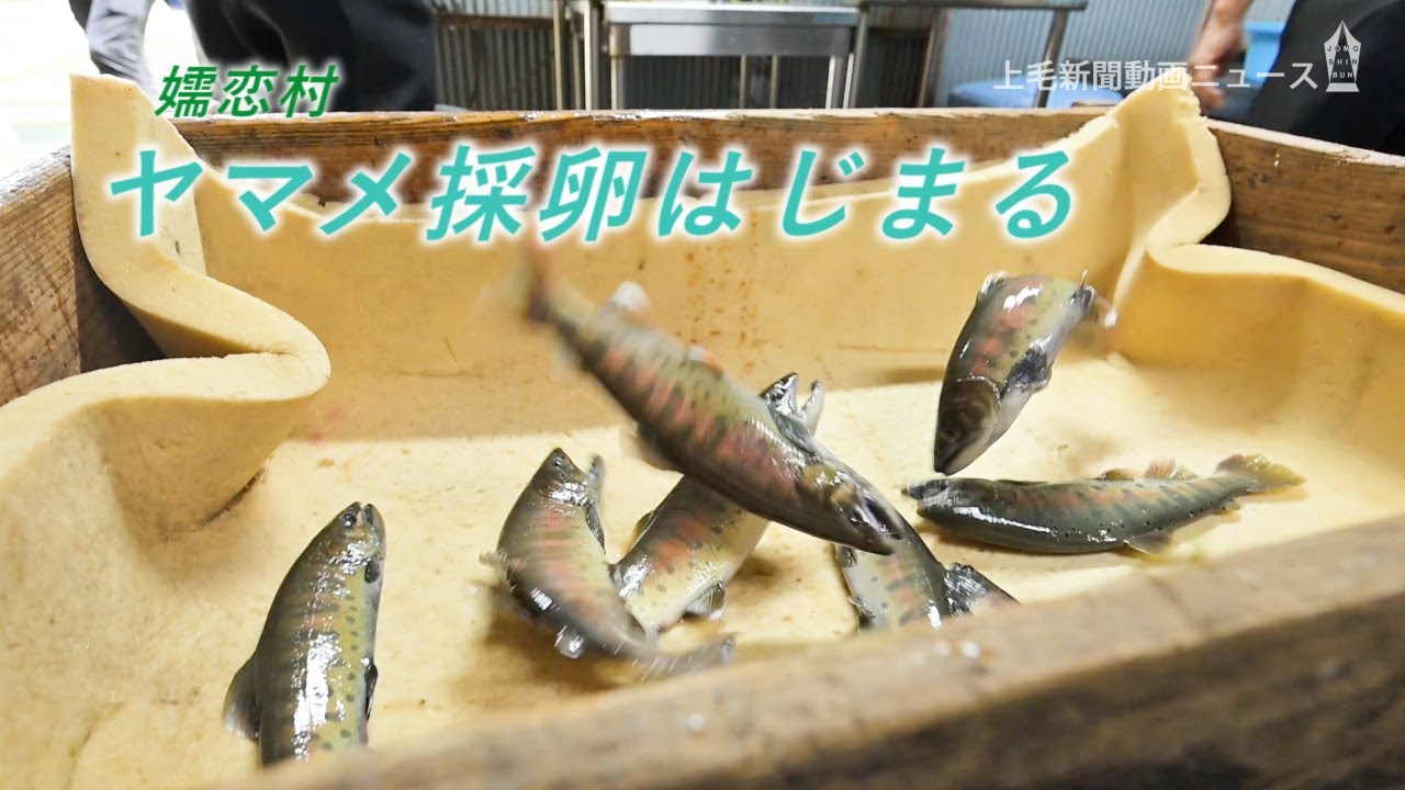 ヤマメの採卵と人工授精始まる🐟群馬県嬬恋村
