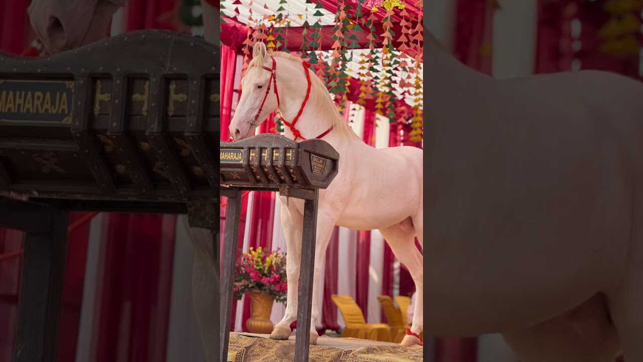 Nukra Maharaja at Amritsar Diwali Mandi 2025 #horse #shonkpunjabde #nukra #horselover #viral