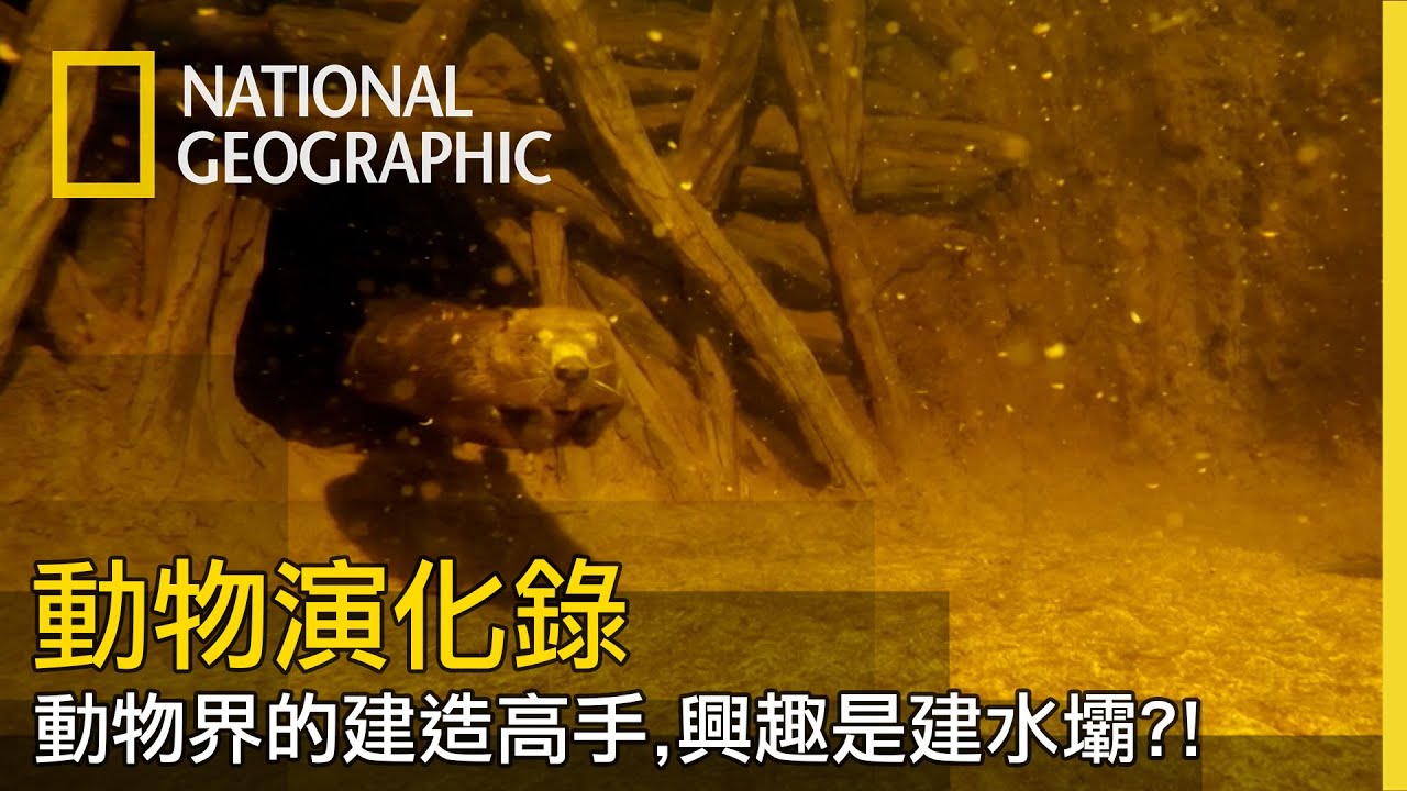 河狸認真起來連牠自己都怕！100%的毅力和體力建造水壩，還讓很多動物受惠。【動物演化錄】