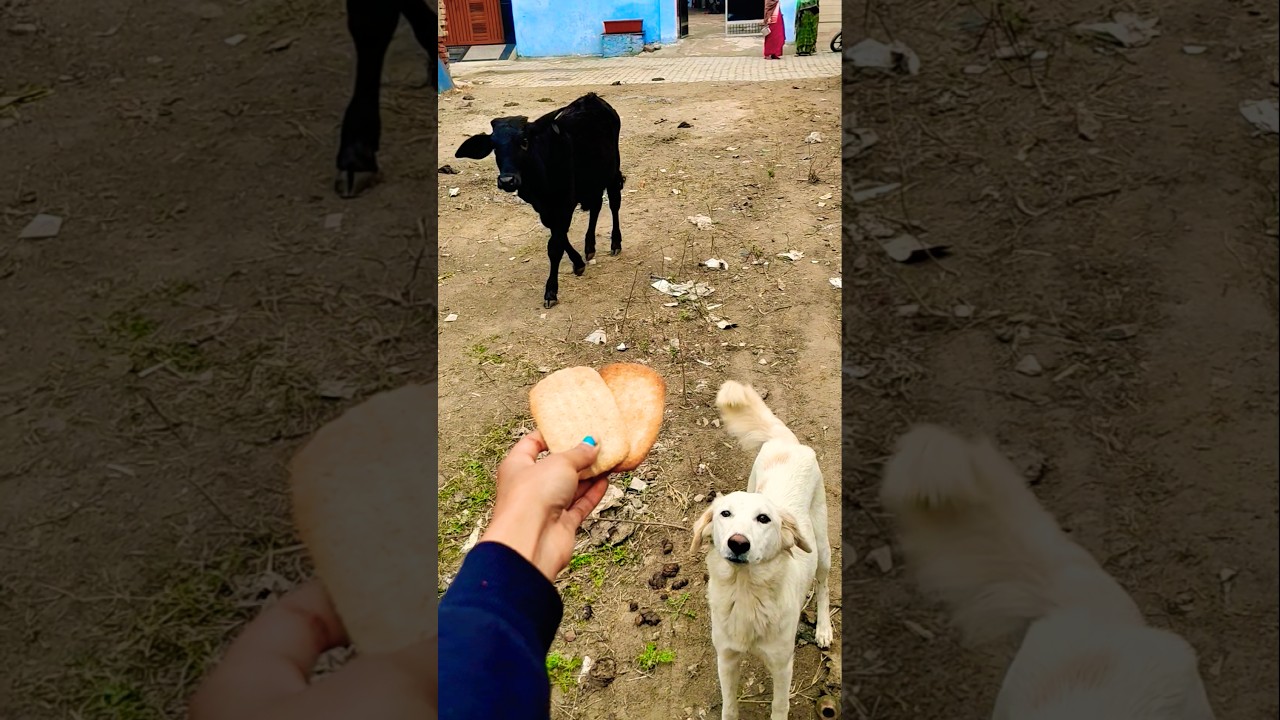 Unlikely Best Friends: Calf and Golden Retriever Share a Snack! 🐮 🐶 