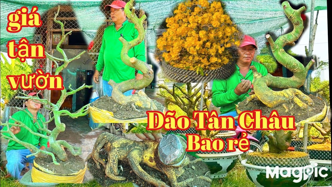 A Lý Zalo 💥 0947678759💥Gl vườn mai dão Tân Châu giáng long, phôi giá rẻ tại vườn nhà.