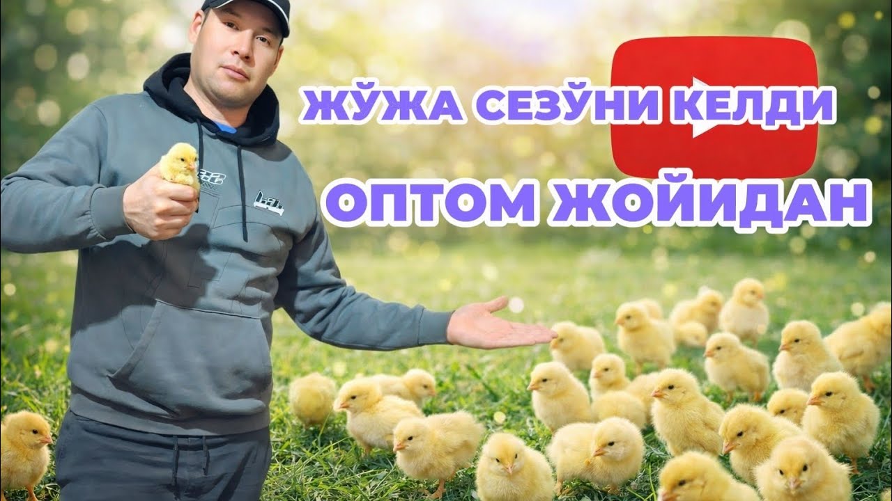 ГУРЛАН ЖЎЖА  СЕЗЎНИ БОШЛАНДИ ОПТОП ЖОЙИДАН ЕНДИ АРЗОН 25-22СЎМДАН. 