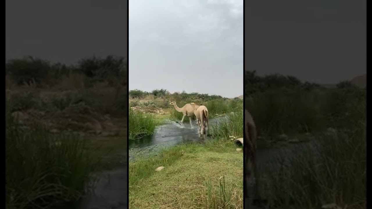 وادي بيش - الفطيحة 🇸🇦 جازان 🇸🇦 ٨-٧-٢٠٢٢م / ٩-١٢-١٤٤٣هـ