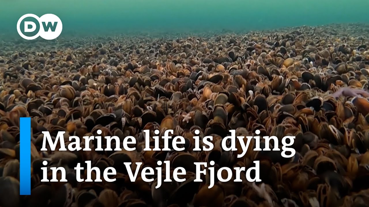 Denmark: The Baltic Sea is running out of oxygen | Focus on Europe