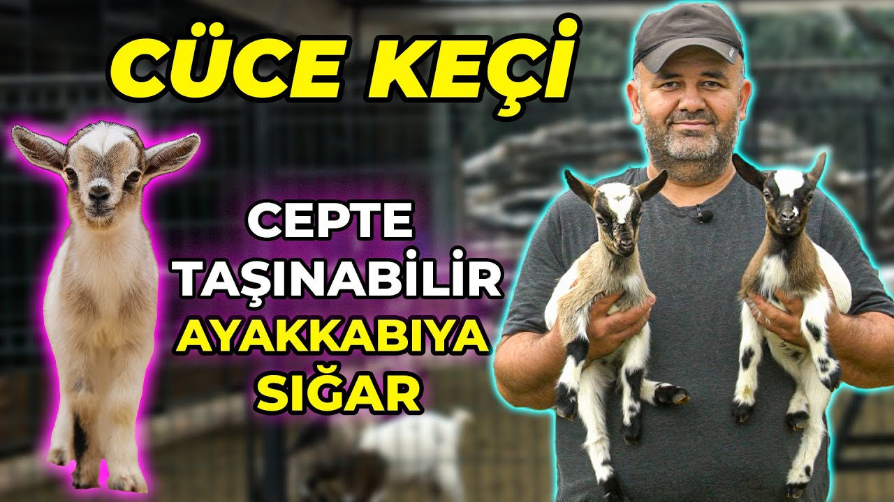 EVDE BESLENEN CÜCE KEÇİLER; AYLIK MALİYETİ SADECE 150 TL!