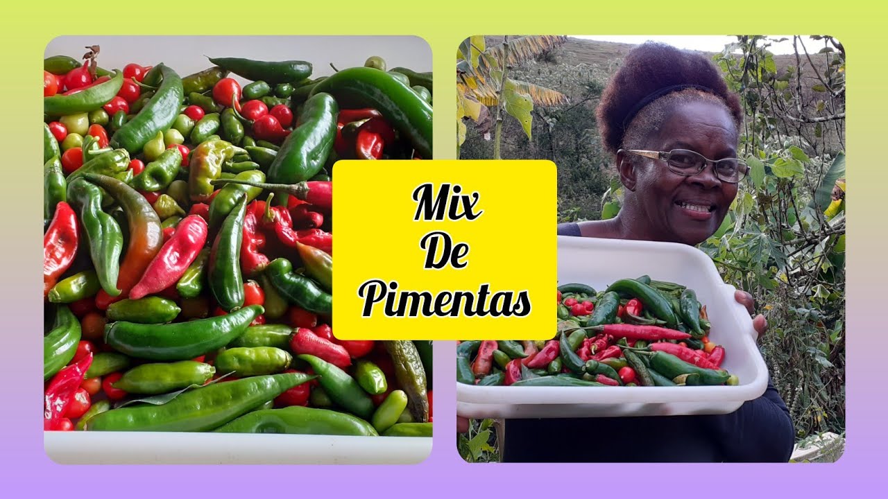 COLHEITA MIX DE PIMENTAS🌶🌶🌶🌶 De 08/05