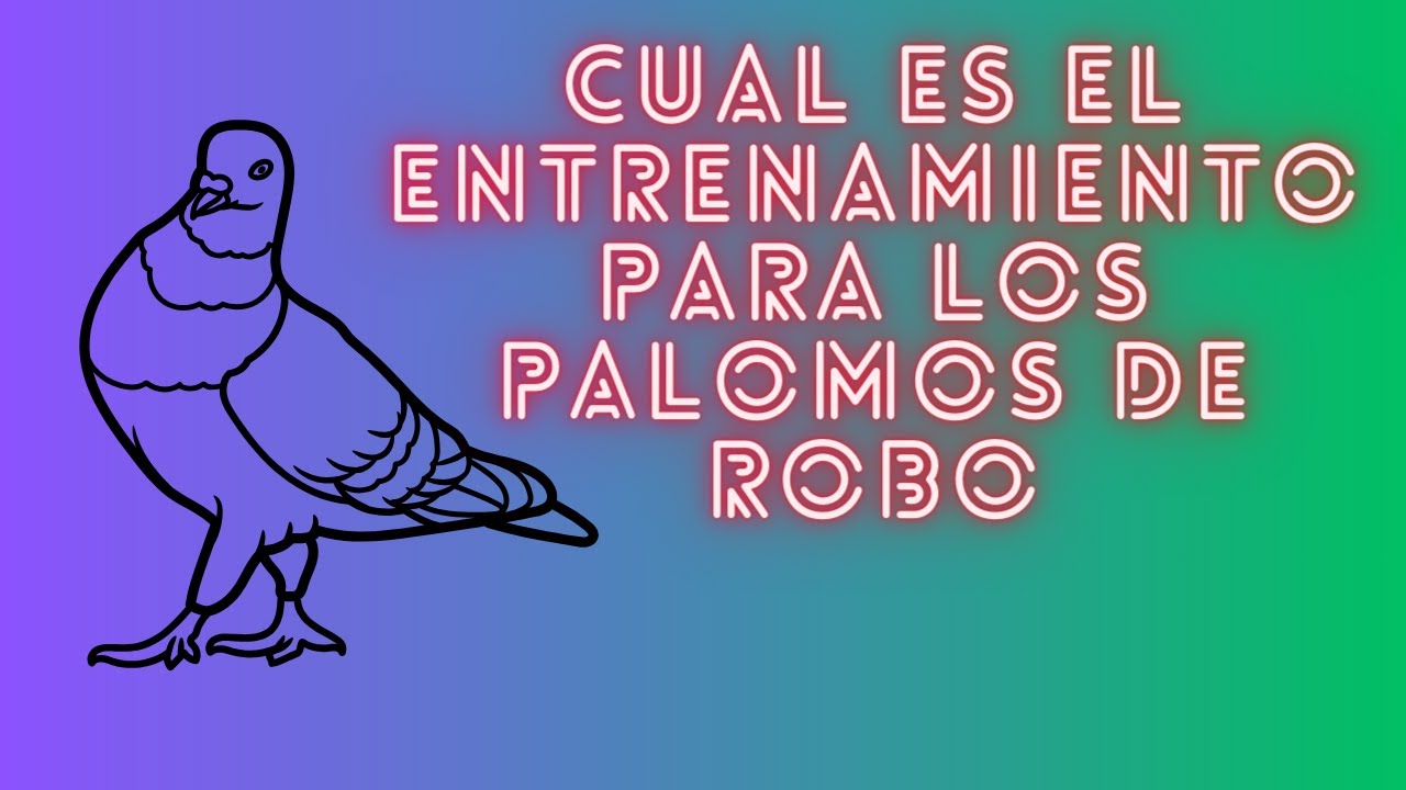 Como entreno mis palomos para ponerlos a robar?, respuesta a suscriptor.