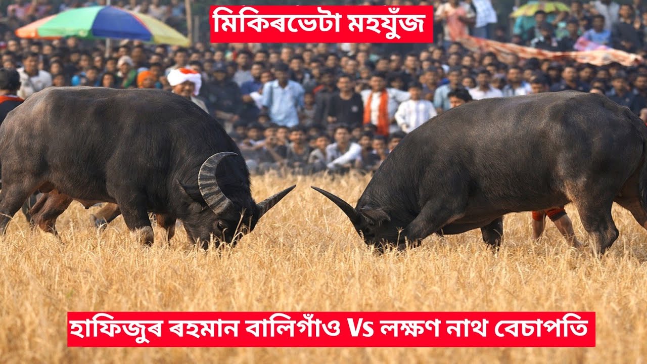 হাফিজুৰ ৰহমান বালিগাঁও বনাম লক্ষণ নাথ বেচাপতি || Lokkhon Nath Vs Hafizur Rahman #mohjuj #agf 