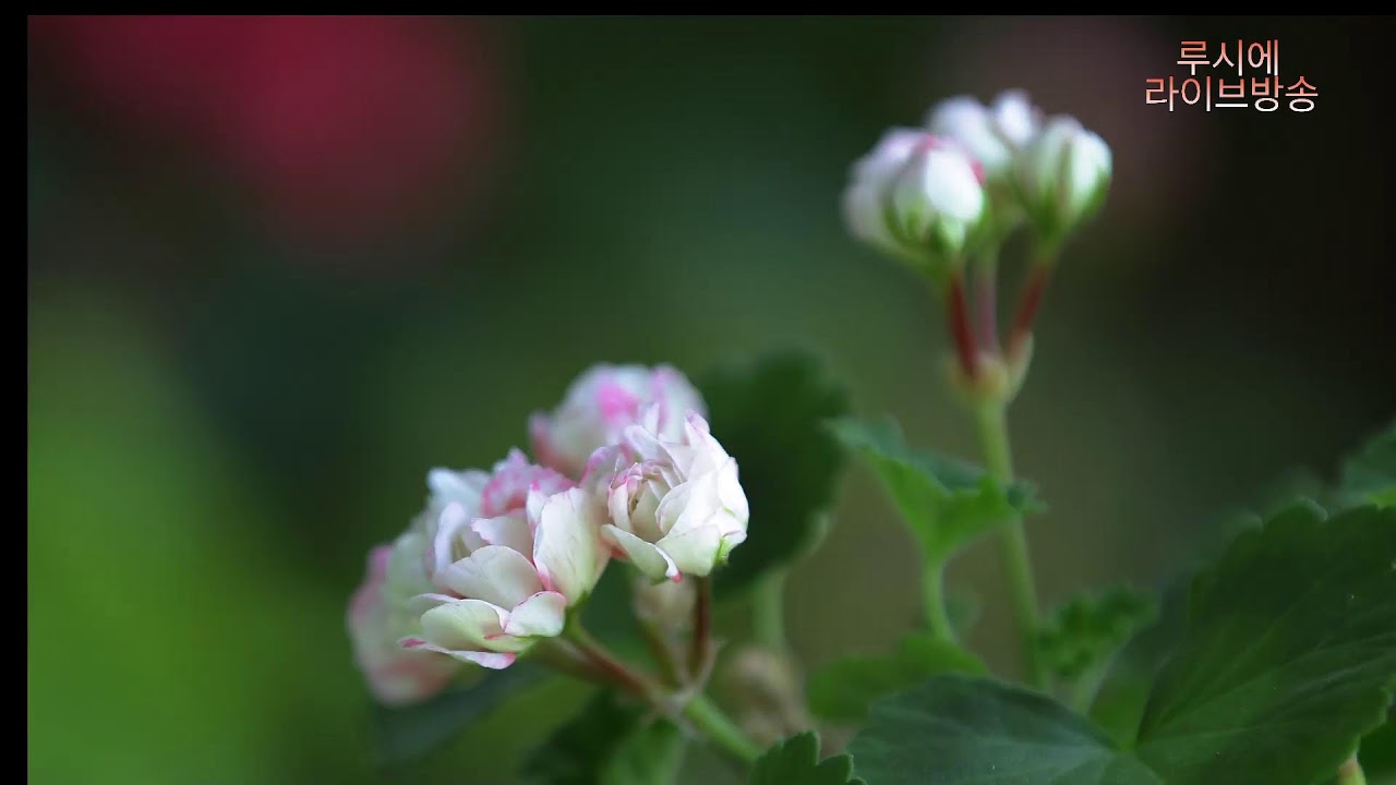 삽목한 제라 잘 크고 있습니다..(AI 작곡/루시에 작사) #flowers #제라늄키우기 #가드닝 #베란다정원 #gardening #제라늄 #제라늄삽목