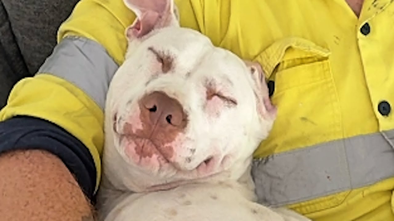 I took home the least popular shelter dog. Here's what happened.