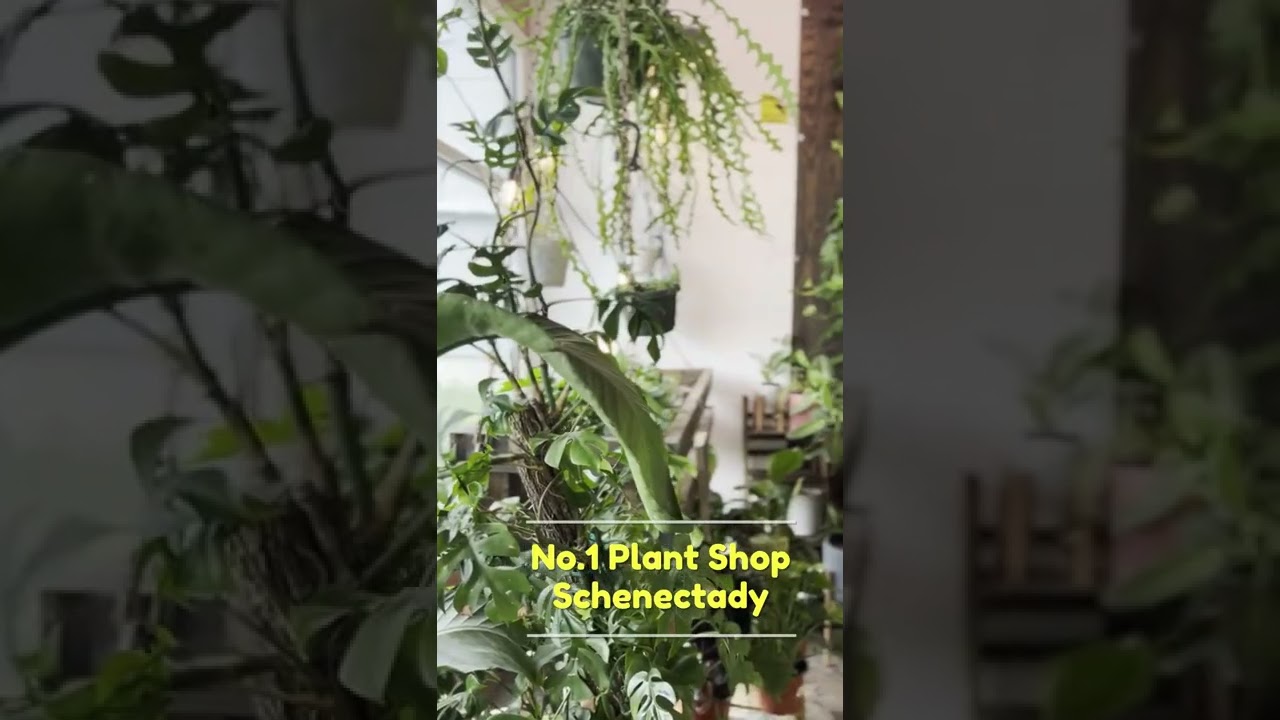 UPshining Houseplant Shop is located at 1707 Union St Schenectady NY.