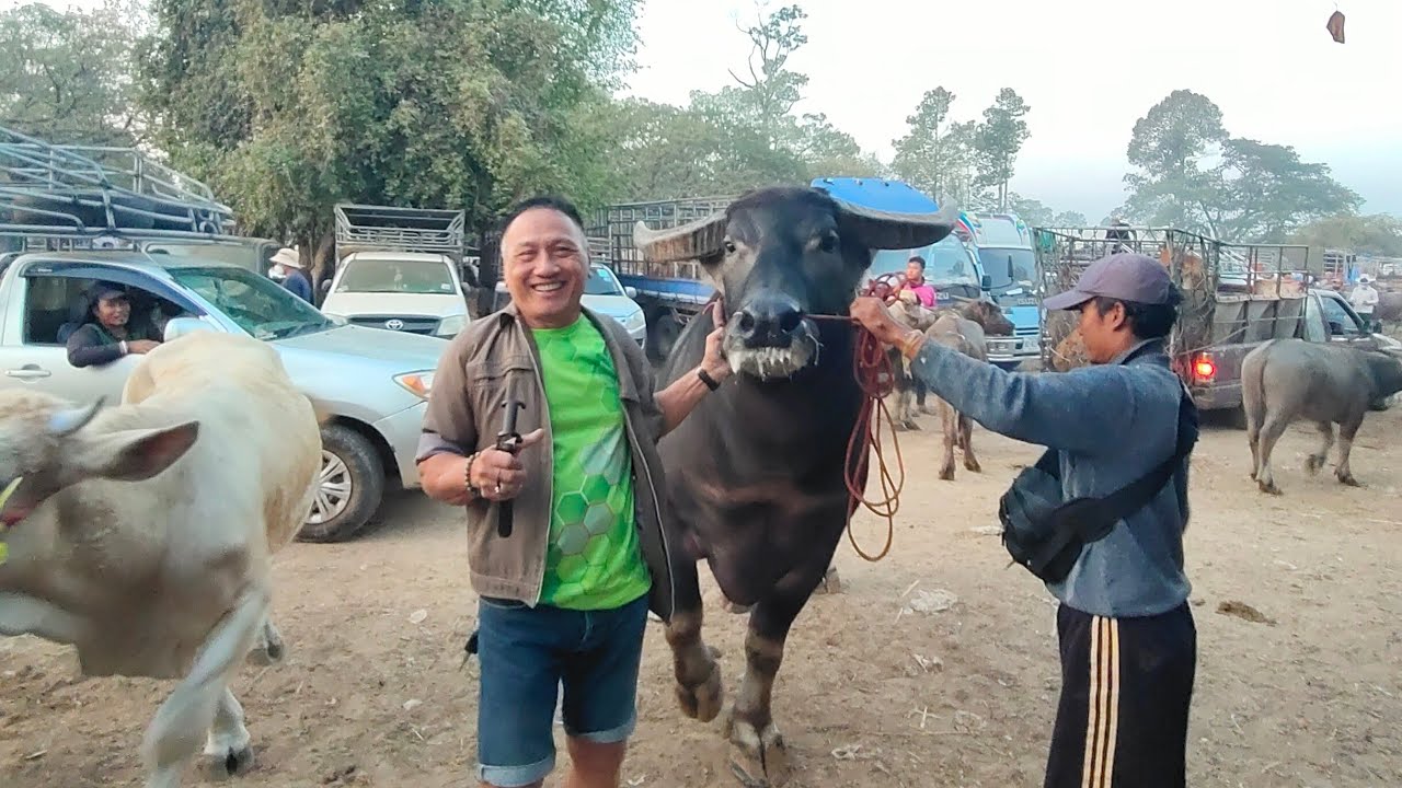 ราคาควายวันนี้ที่ตลาดนัดโค-กระบือชมภูบุตร อำเภอเมือง จังหวัดร้อยเอ็ด (7กพ.69)