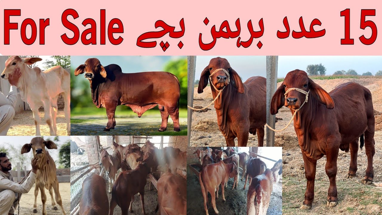 Brahman Bachy for Sale | Brahman Baby Calf | Brahman Breeding Farm | Brahman Breed in Pakistan