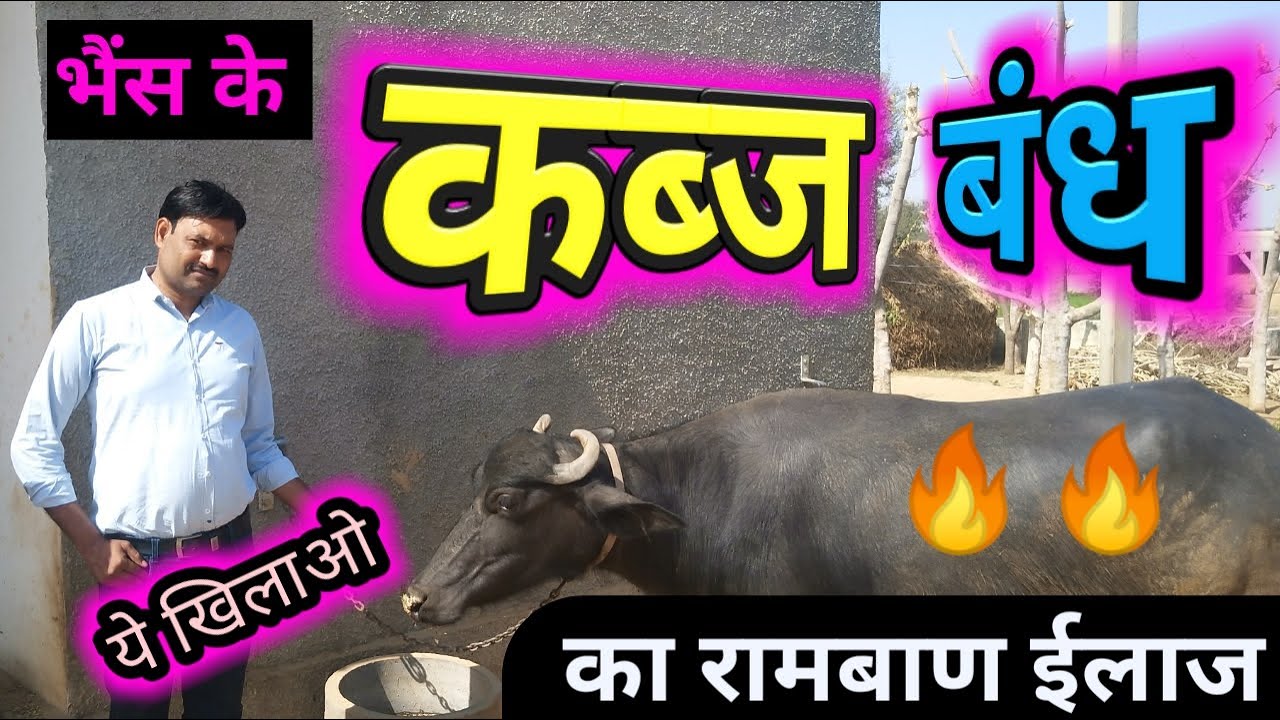buffalo ki kabj ka ilaj भैंस की कब्ज का इलाज buffalo ke bande ka ilaj / impaction of rumen