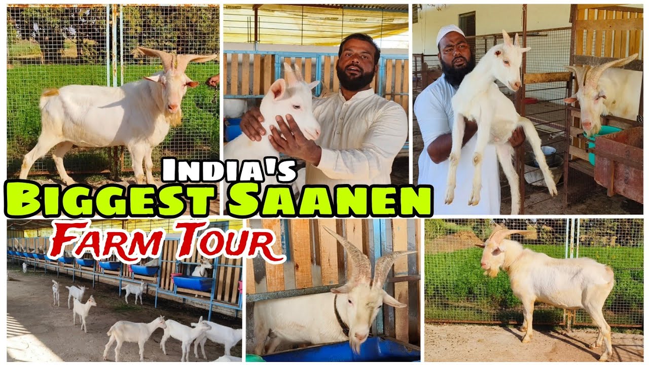 India's Biggest Saanen Khali | Kids Available | Patel's goat farm Aurangabad | Farm Tour.