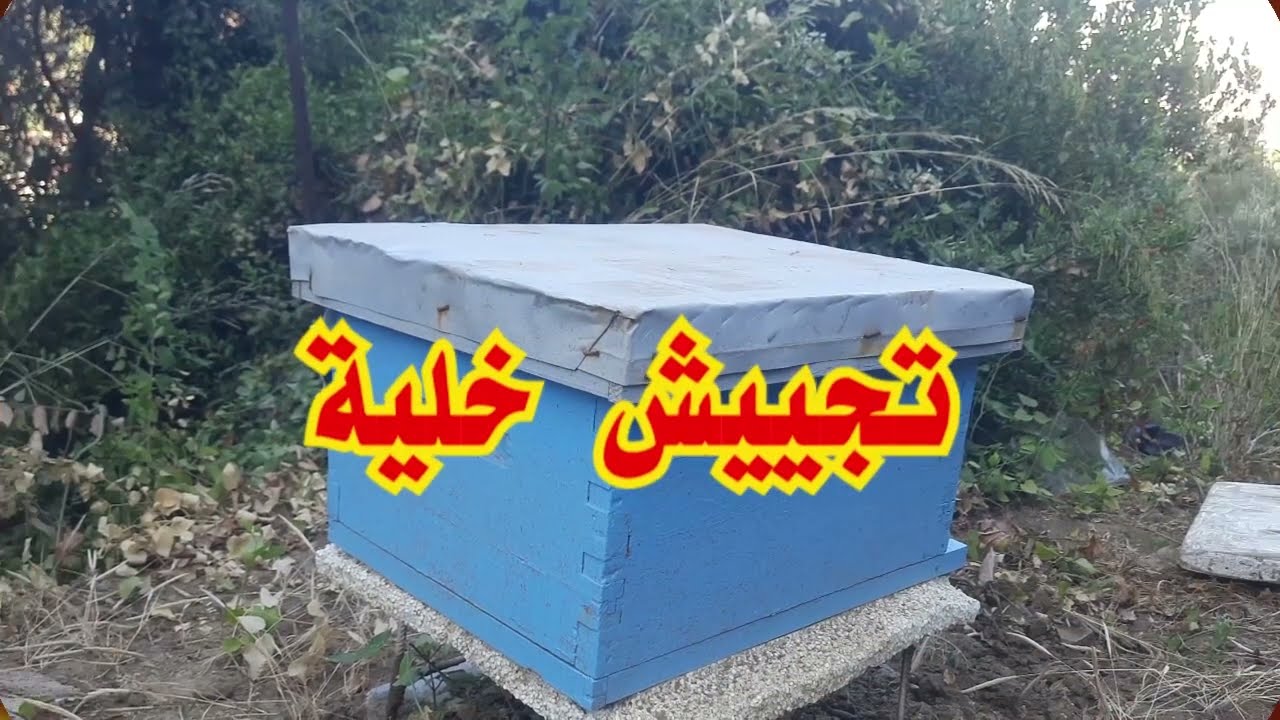 طريقة تجييش وتهيئة خلية لاستقبال فصل الشتاء