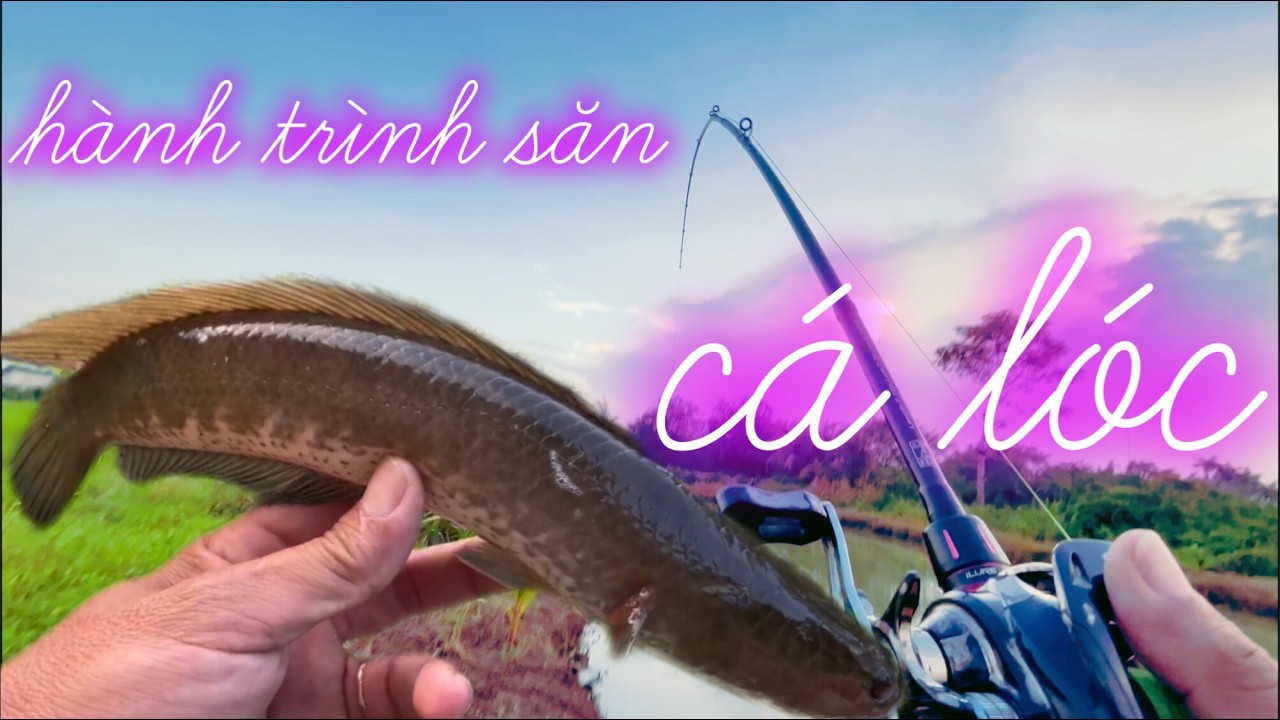 Hành trình săn cá lóc tân an