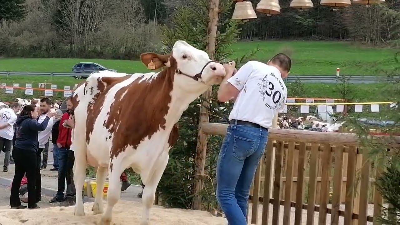 Mirza est championne adulte au comice du Grandv'Haut-Jura (1er mai 2023 à La Chaumusse)
