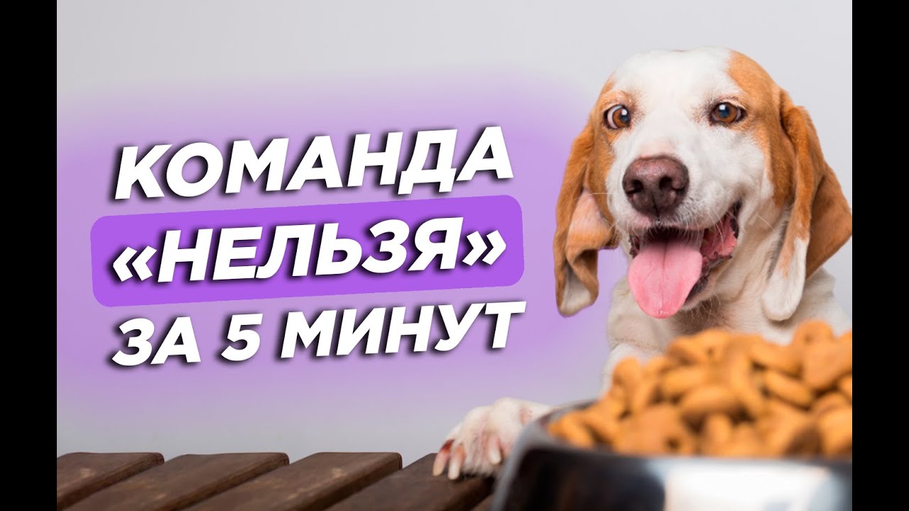 Команда НЕЛЬЗЯ: как быстро научить собаку | советы кинолога ЛавГав