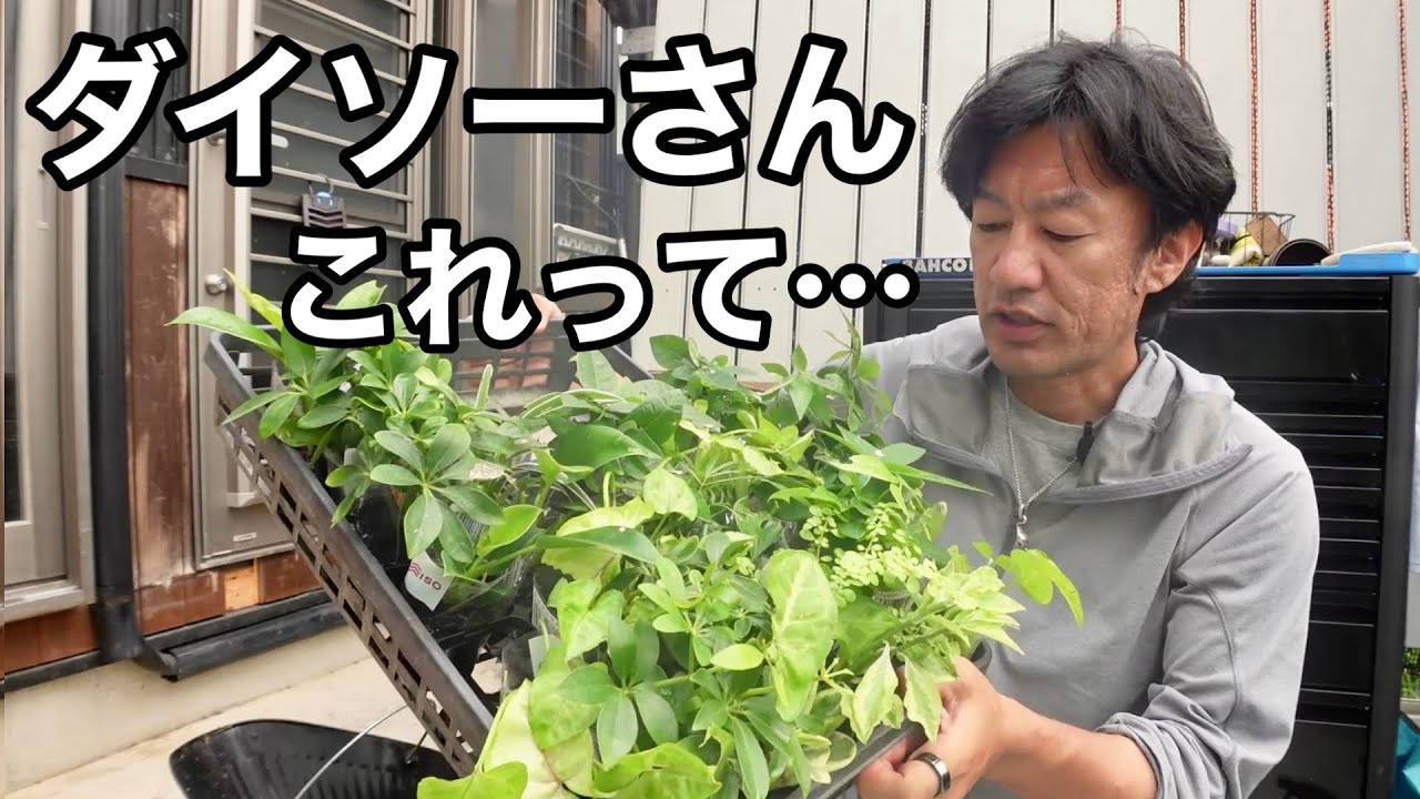 100円観葉植物が大量にあって困ってます　　　　　　【園芸超人カーメン君】【ダイソー】