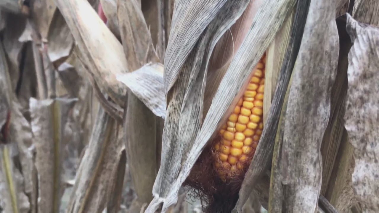 Indiana Farm Report- October Rainfall