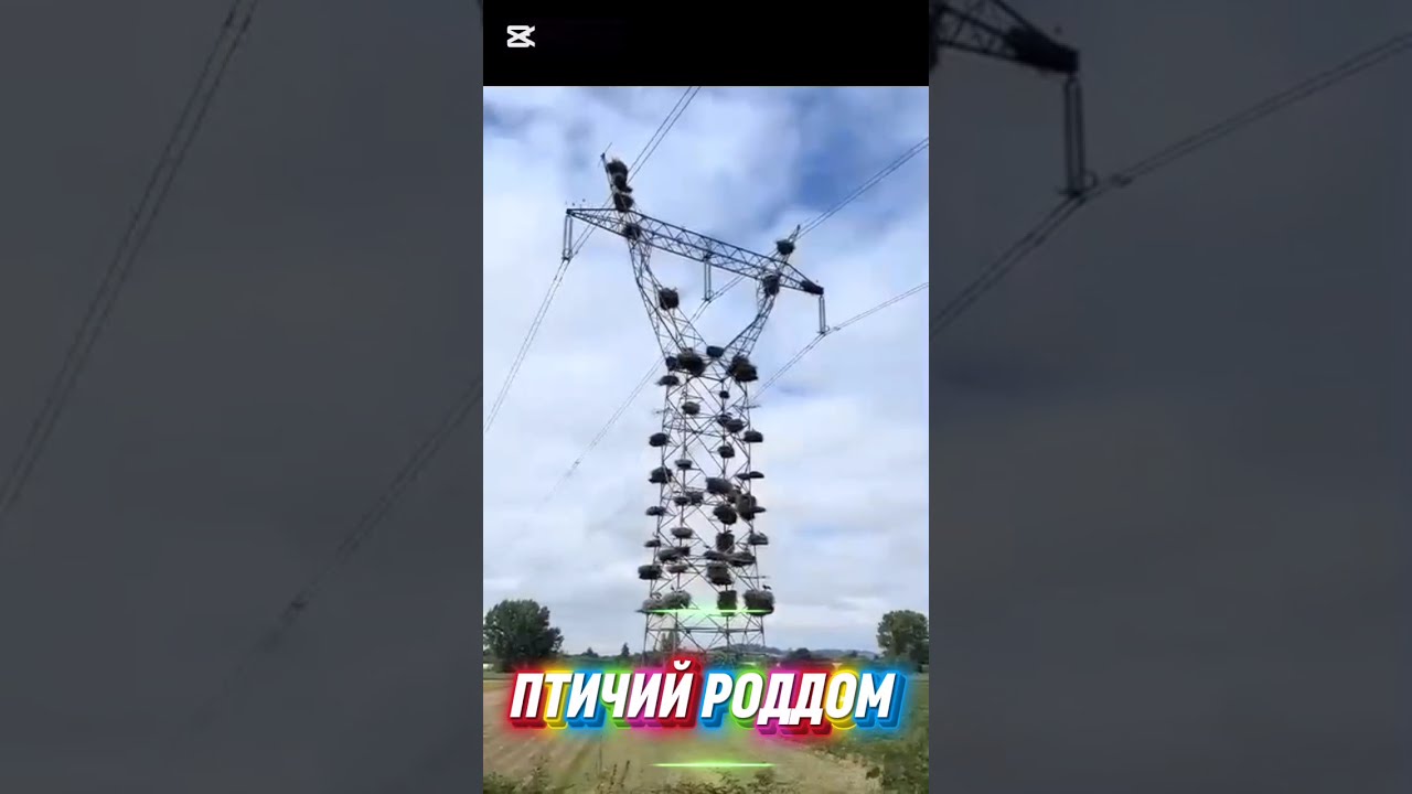 Высокий интеллект Funny videos with birds