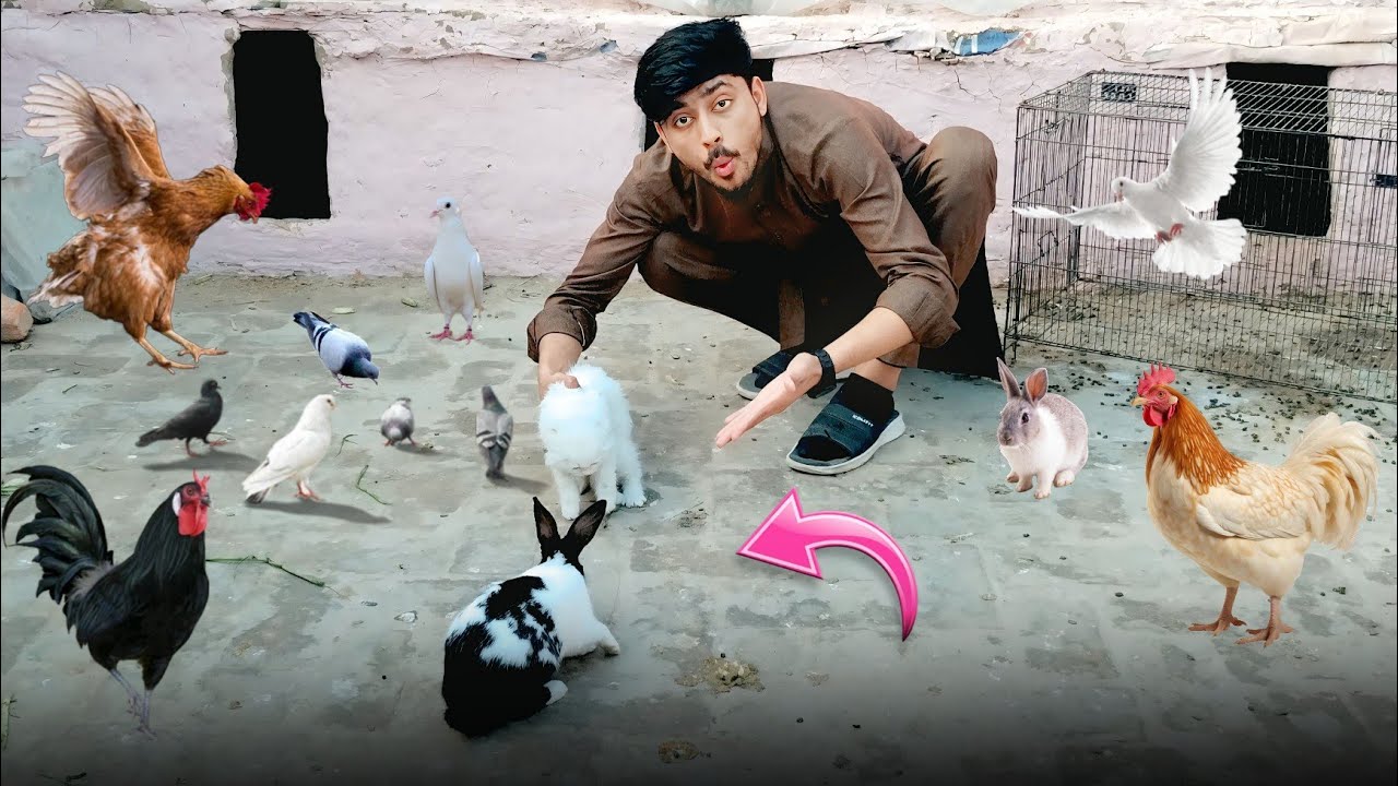 Rabbit Nay Cat Ko Kat Liyea😱🐰