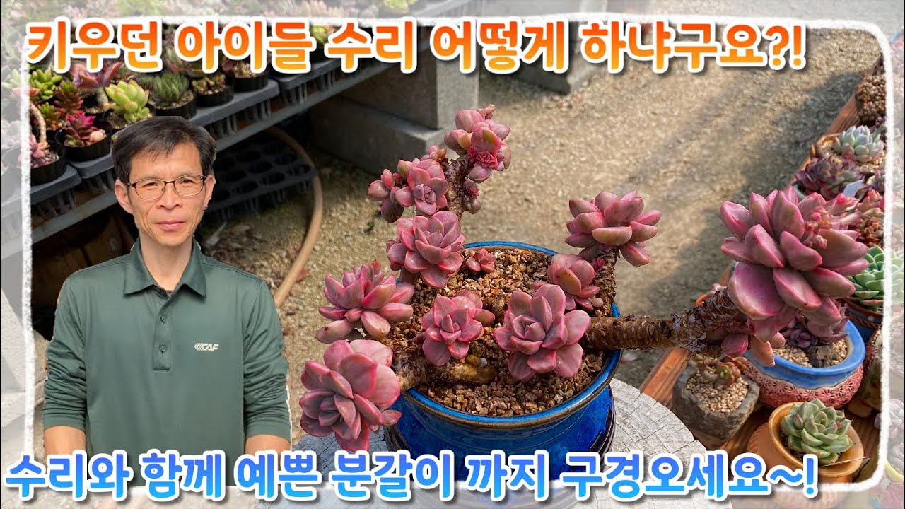 키우던 아이들 수리는 어떻게 하는거냐구요 ?! 손님분의 다육이 수리와 함께 예쁜 분갈이까지 한번에 구경오세요 ~!!