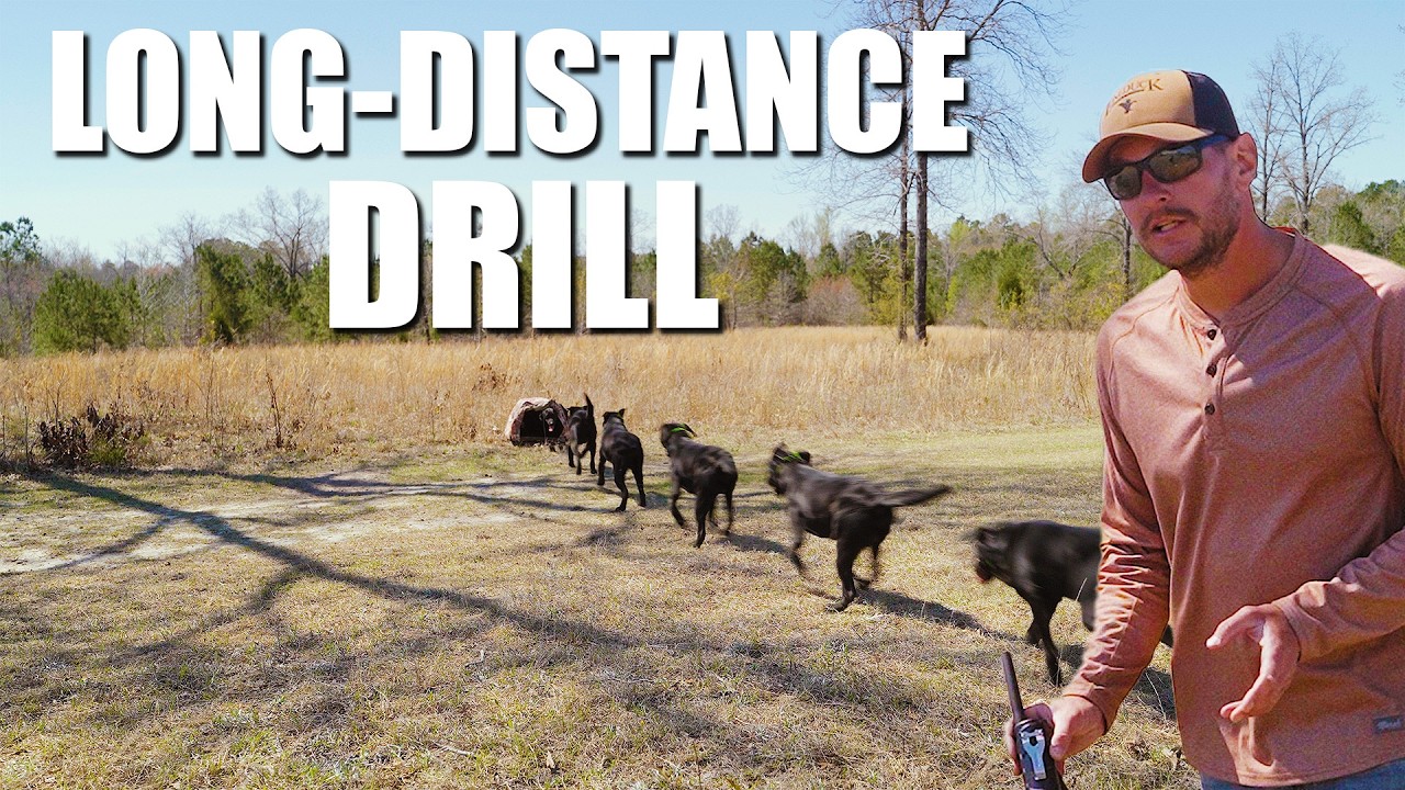Why Most Dogs Fail This Drill (But Yours Won&rsquo;t!)