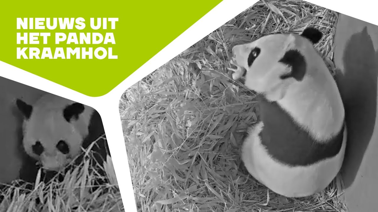 🐼 OPNIEUW EEN REUZENPANDA GEBOREN IN OUWEHANDS DIERENPARK