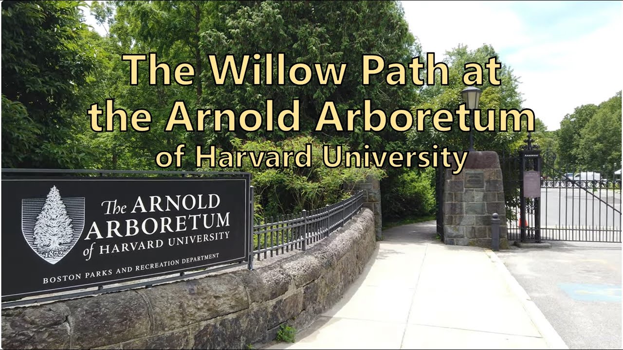 🚶‍♂️🌳 Harvard University Arnold Arboretum's Willow Path, June 2022 | Candid Exploration [4K]