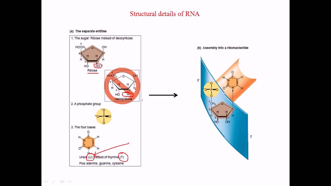 RNA structural details
