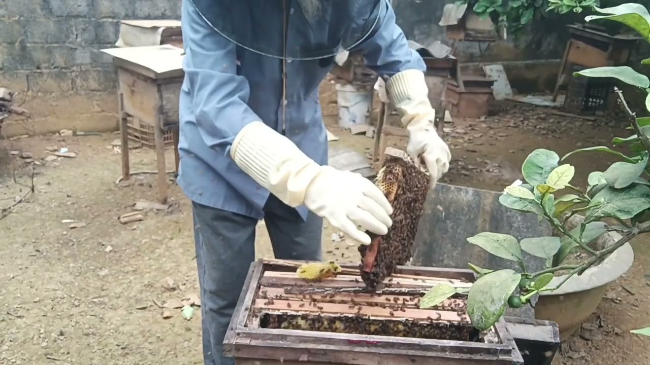 Kiểm Tra Ong Vào Vụ mật