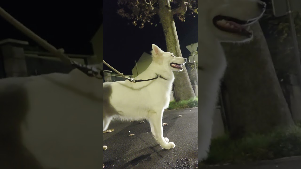 berger blanc suisse  sortie de largo 1 centre ville