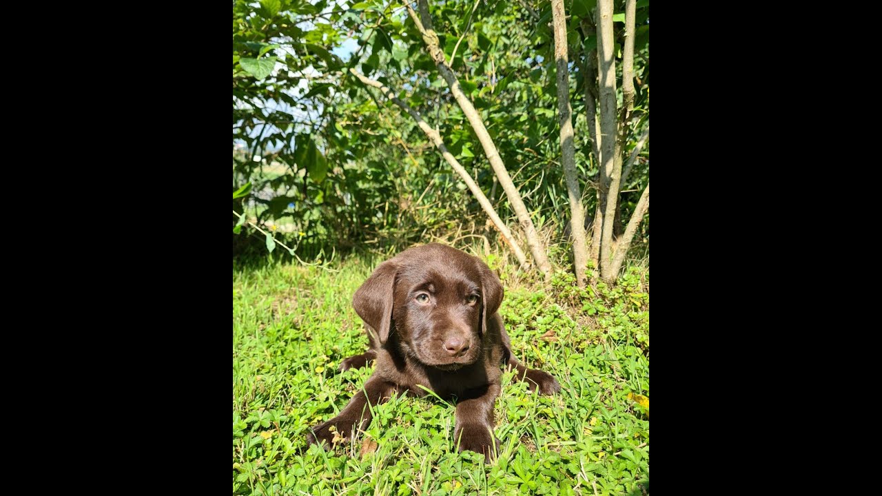 ENZIAN - KOWALSKI (Official Video)