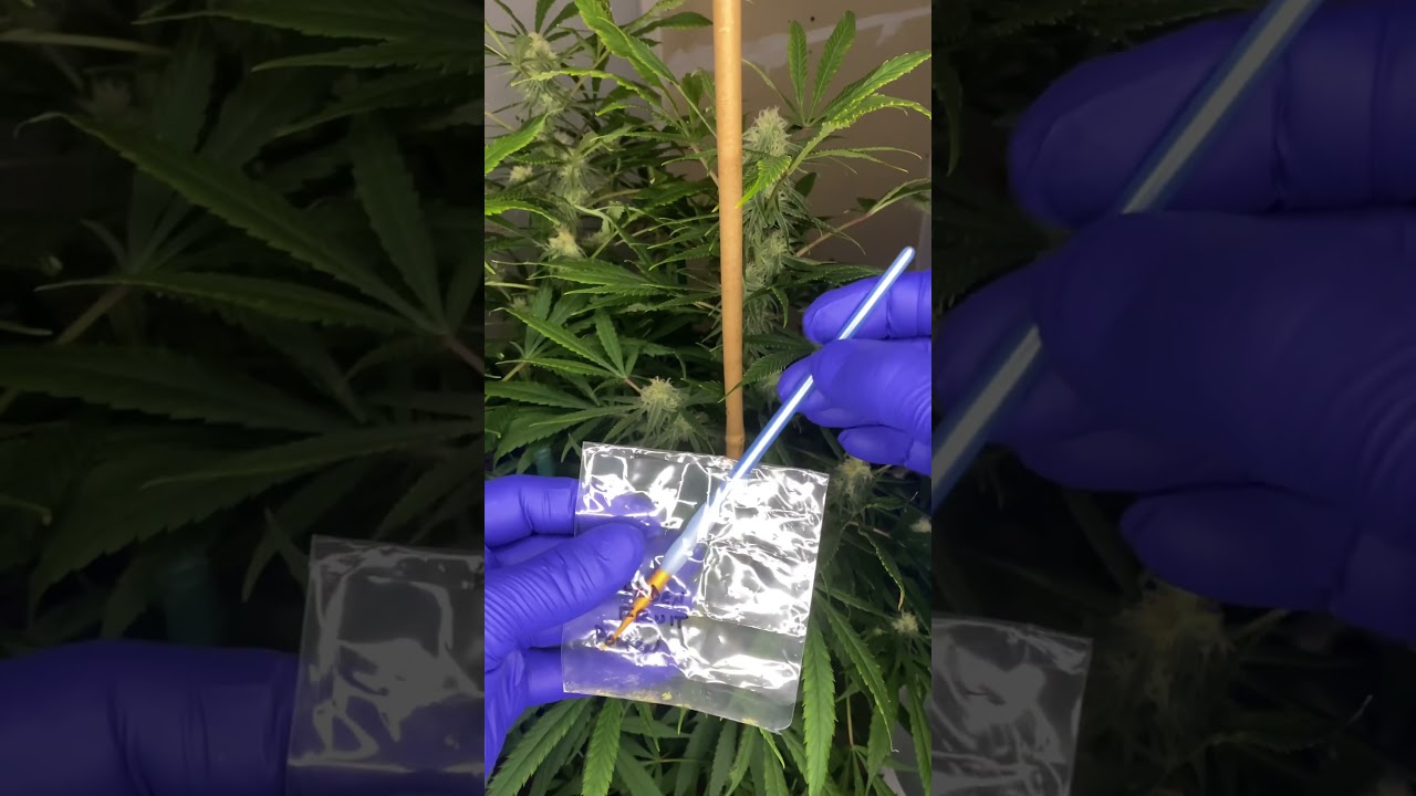 Controlled pollination! #seeds #fyp #plants