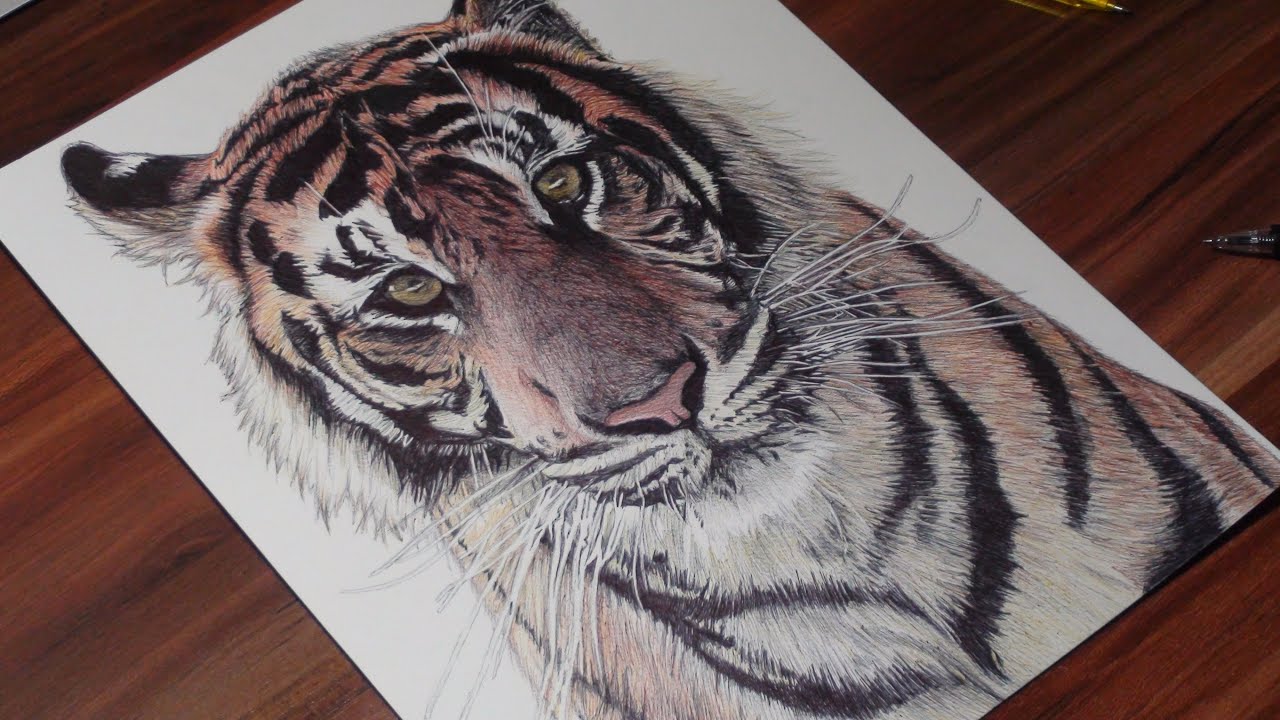 Realistic Tiger Pen Drawing - DeMoose Art