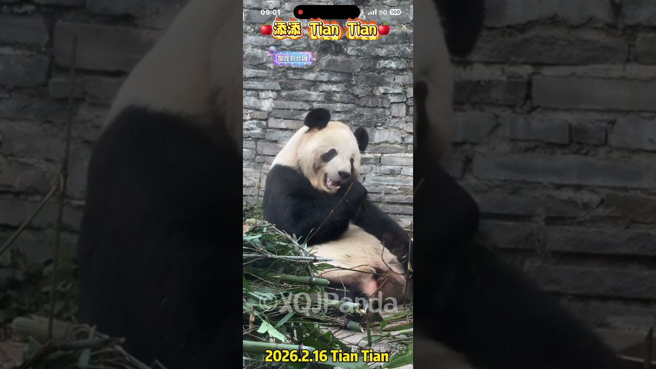 Tian Tian 添添😘🌹2026.2.16 Tian Tian🌹