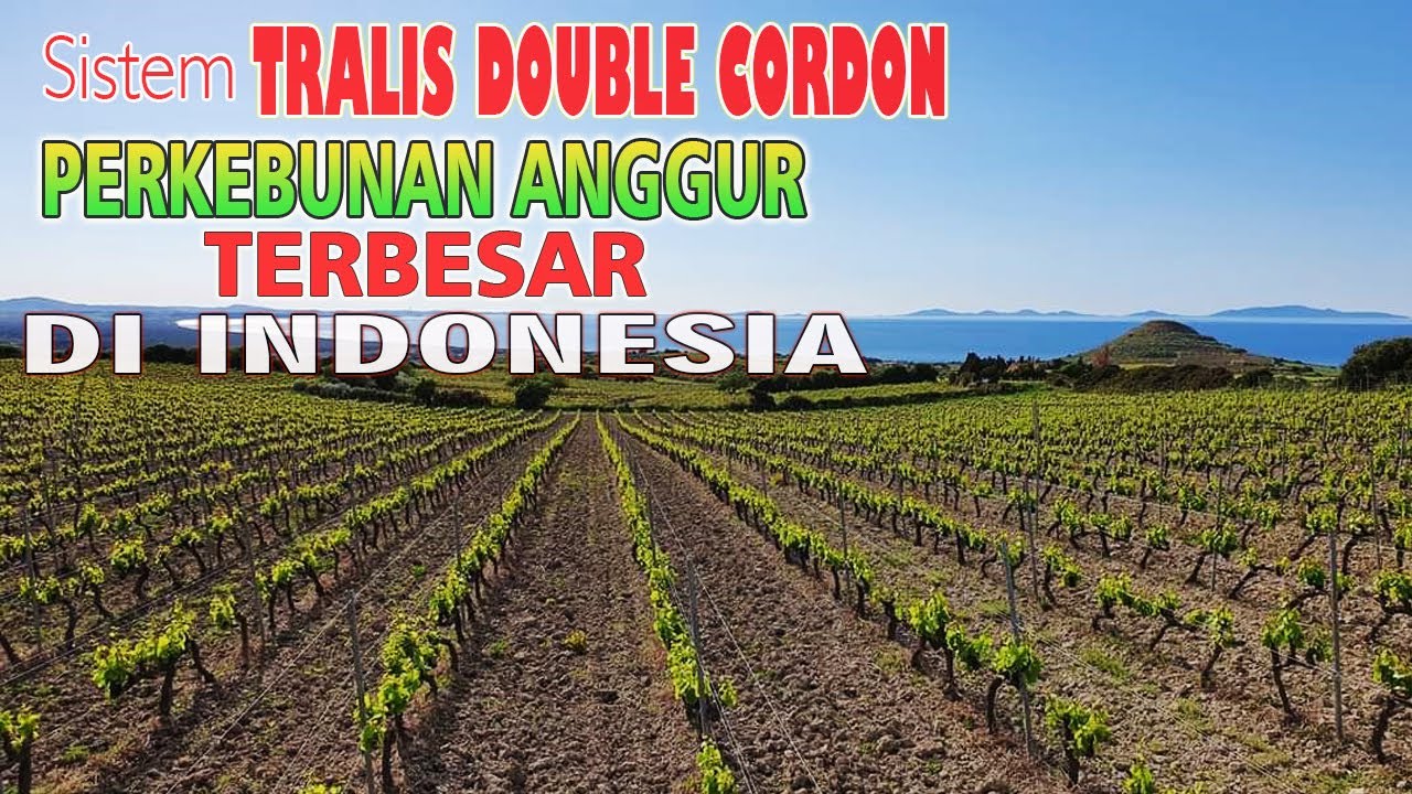 Wow Kebun Anggur Sistem TRALIS DOUBLE CORDON TERBESAR DI INDONESIA